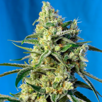 Sweet Amnesia Haze SWS72 – variedad sativa de colección con aromas cítricos e inciensados