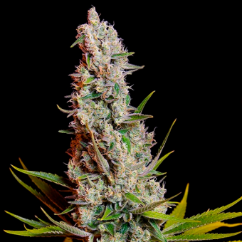 Sweet Cheese SWS19 – híbrido sativa de colección con aromas dulces, especiados y a queso curado