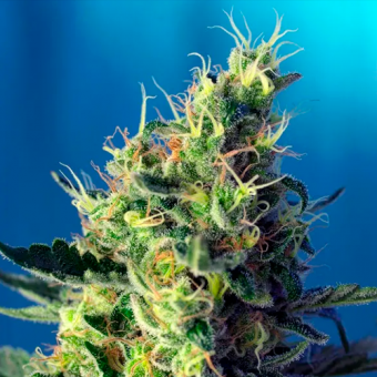 Sweet Pure CBx SWS65 – híbrido sativa con bajo THx y alto CBx, aromas dulces y cítricos